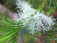 Melaleuca alternifolia